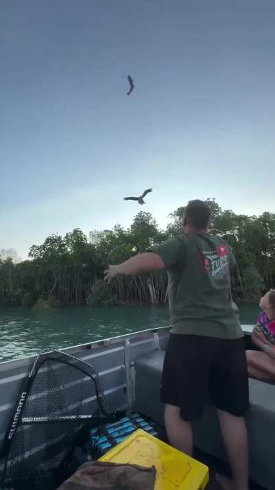 Man feeds eagle with a mid-air fish toss