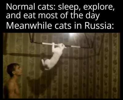 Those Russian cats don't play around