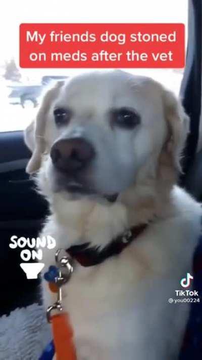 So cute, made me laugh.