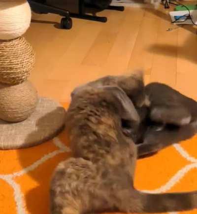 When you had enough love and now you want conflict.