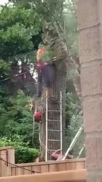 Tree Trimming
