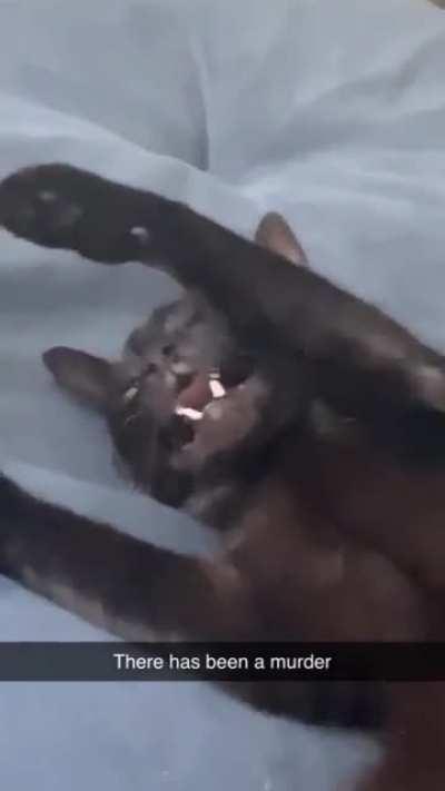 My cats’ audition for WWE