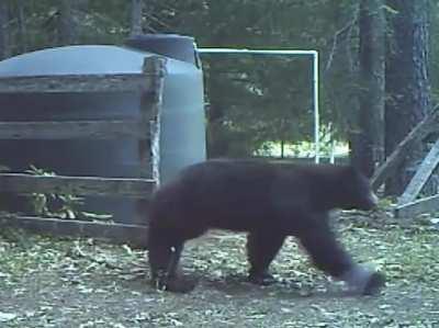 Bear takes one straight to the balls, has to walk it off