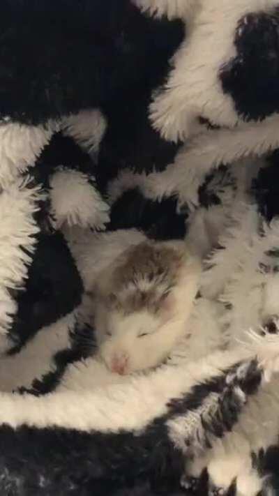 To people say robo dwarfs are insane/demonic: I present to you, Bo