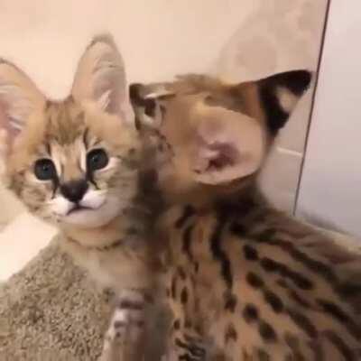 They can hear your nightmares