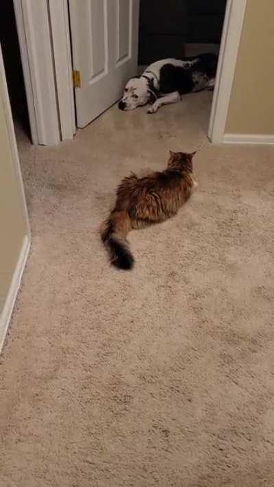 Oreo, the terrifying, menace to society pitbull, trapped in Dad's office by the cat. 🤦🏿‍♂️🙃🤣