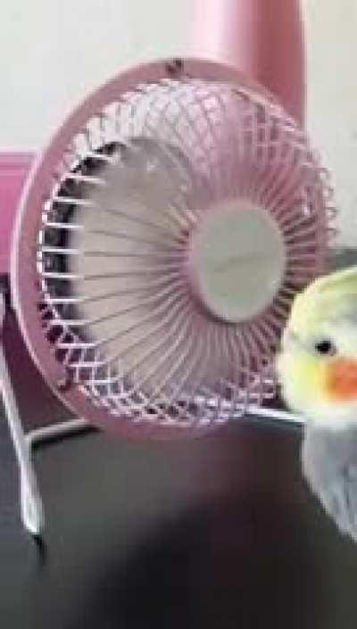 My cocktail love his fan