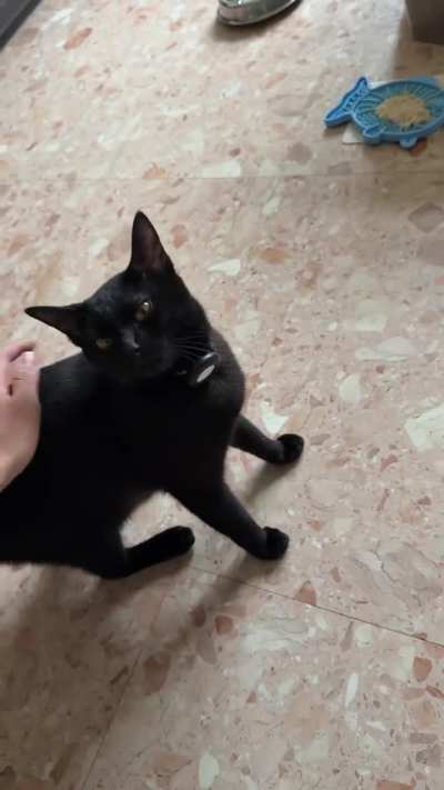 All the pets for my baby