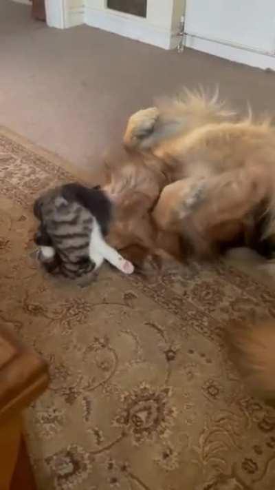 Ferocious dog gargles with cat