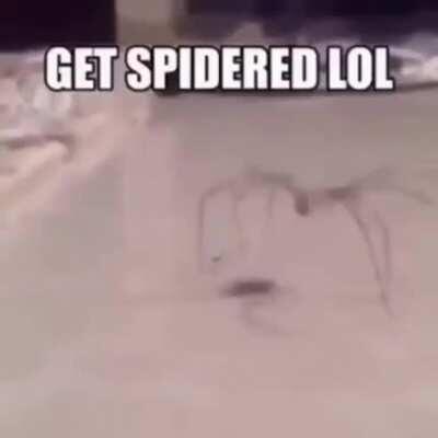 Se chingaron al bicho palito :(