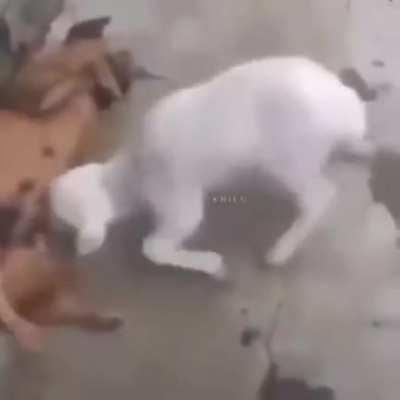 Насильная кормёжка