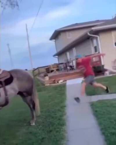 You see, that's why you shouldn't approach a horse from behind