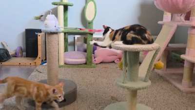 Kitten room shenanigans @