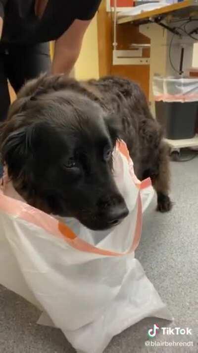 What happens when a dog eats a bar of soap