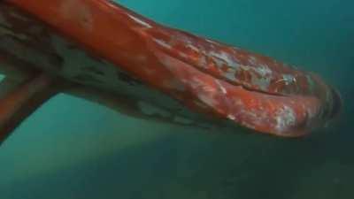 The giant squid is widespread, inhabiting all the world's oceans, with maximum usual sizes of around 12–13 m (39–43 ft) in length, though there are unattested reports of larger ones (i.e. 20 m/66ft). A giant squid was filmed in Toyama Bay which, after its