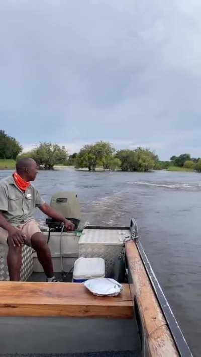 The animal I would fear most ladies and gentlemen. 3.5 tons of pure rage chasing you down the river. During some years across Africa, hippos killed 3000 people!