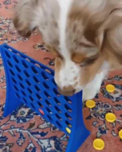 Dog plays Connect Four