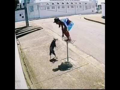 Tobia no seu tempo livre