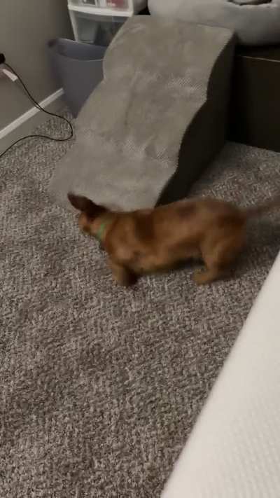 what is the dog doing