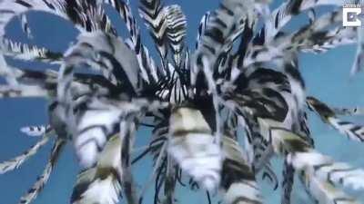 🔥 Feather Star swimming in a mesmerizing way