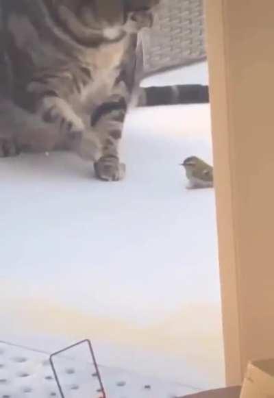 ThiCc cAt kILLs a BiRd wItH ItS wEigHt