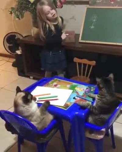 Cats learning things