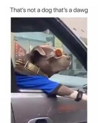 A cool dog 😂