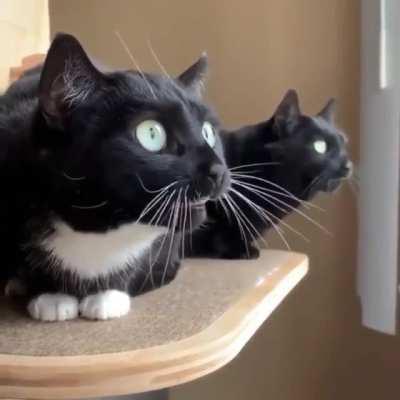 Morse cats: capable of sending and receiving encoded messages within 300 miles of itself