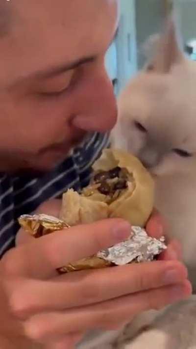 Cat tears into a burrito