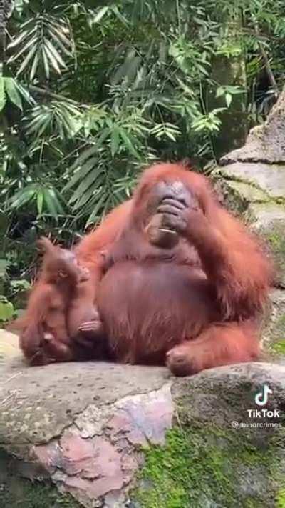 An Orangutan finding sunglasses within her enclosure