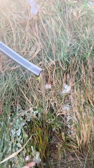 Found this on a walk today