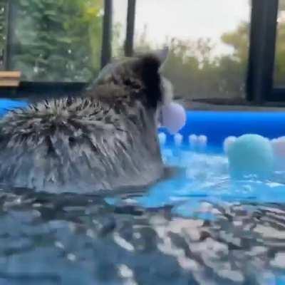 Trash panda having a little pool party