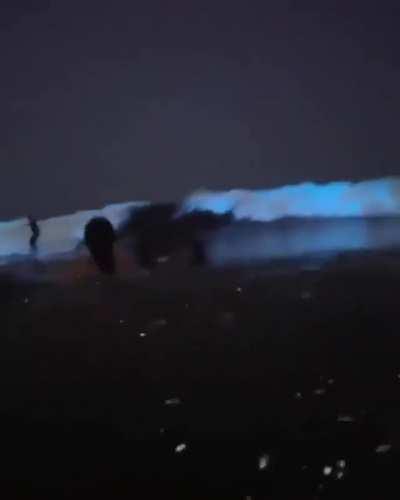 One of Southern California's most stunning natural phenomena is lighting up the coastline - the algae bloom, known as a 