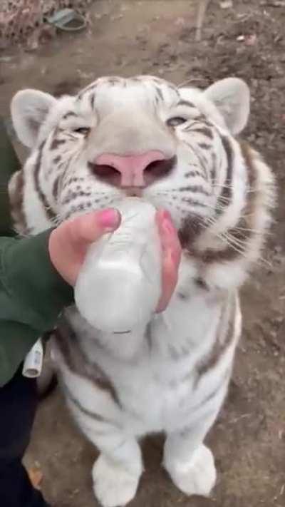 Lady Bottle Feeding a White Tiger.