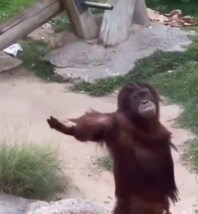 Orangutan stare down.