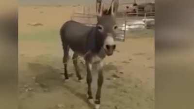 Halal donkey camel???
