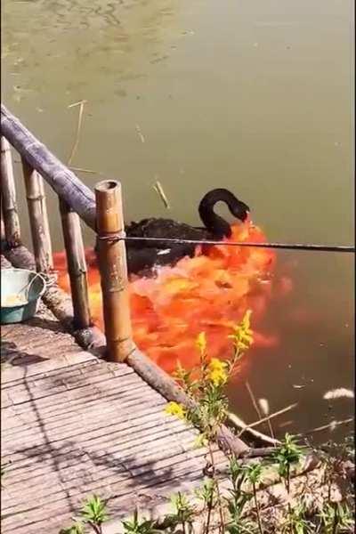 Black Swan feeding his fish posse....