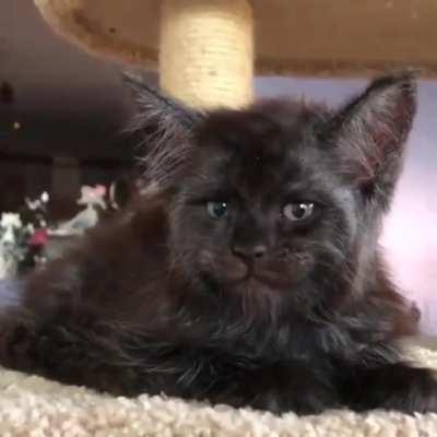 A cat with a humanlike face.