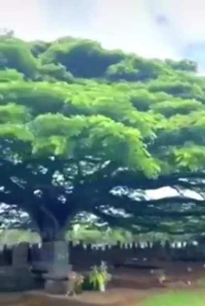 Gigantic tree over a cemetery
