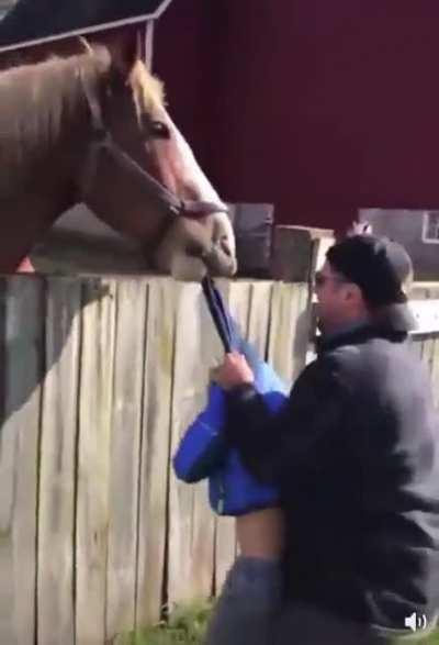 Horse gets a new play toy