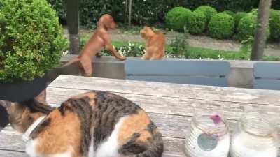 Don't mess with my dog freind...