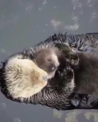 Mother Otter hugging and caressing her baby, without a doubt the bond of love is strengthened regardless of the species