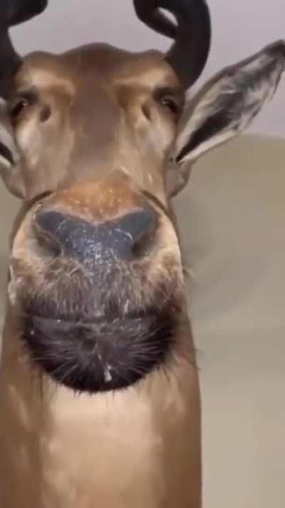 0/4/0 enemy hecarim staring at my corpse after one shotting me at mach 10