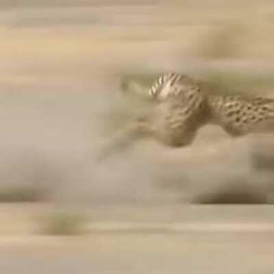 Ind vs Aus captured in the wild.