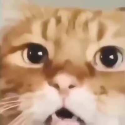 Nothing to Hear here 🔊