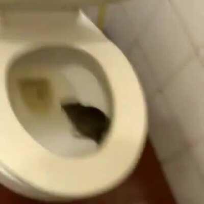 Thanks, I hate pottyrat