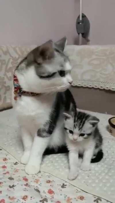 Be what you want your kitten to be.