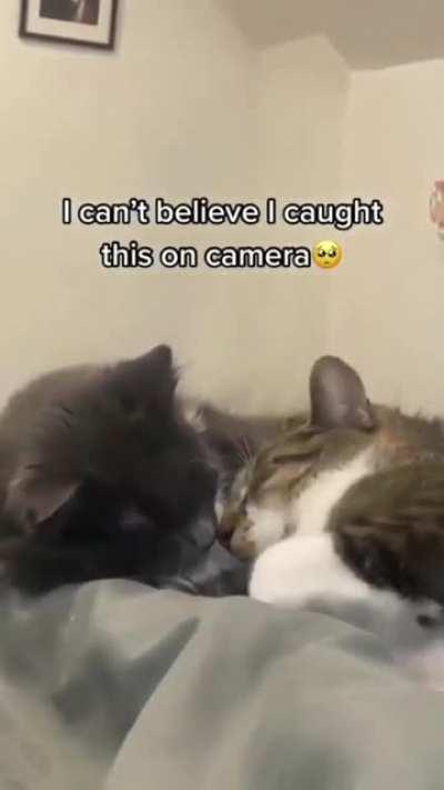 It just made my heart flutter