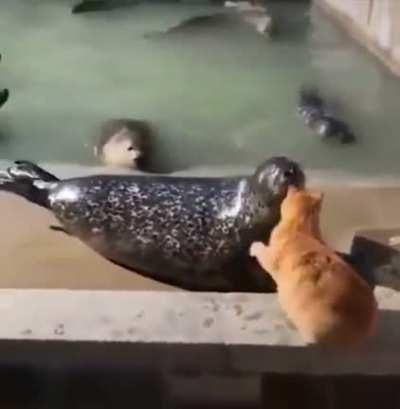 Complete obliteration