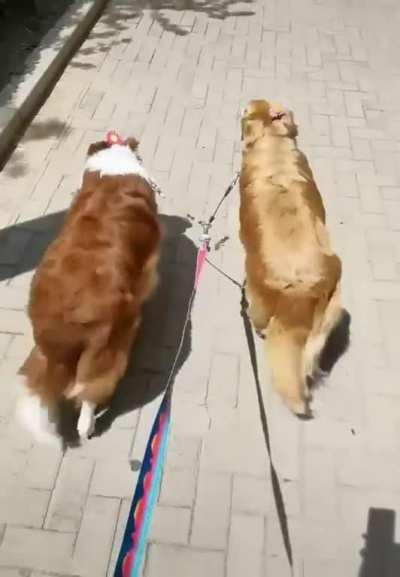 Look, they're walking in unison !